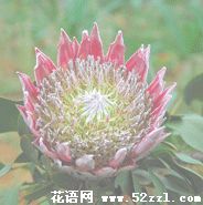 江北帝王花（菩提花）的花语