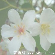 江北油桐花的花语