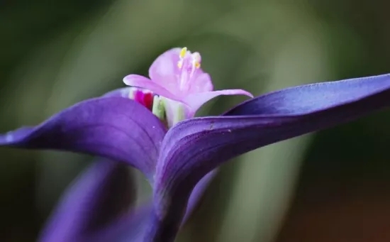 江北兰花花语、玉兰花花语是什么？适合送什么人？