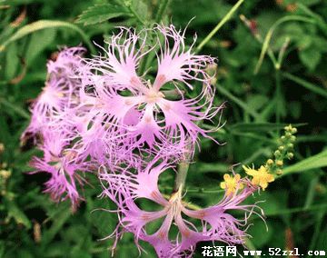 江北瞿麦的花语