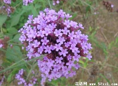 江北百里香（麝香草）的花语