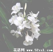 江北姜花的花语