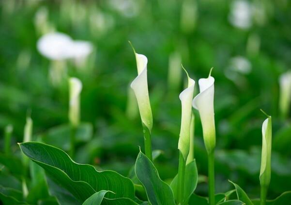 江北海芋花的花语是什么