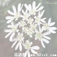 江北蕾丝花的花语