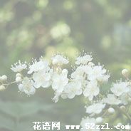 江北珍珠梅的花语