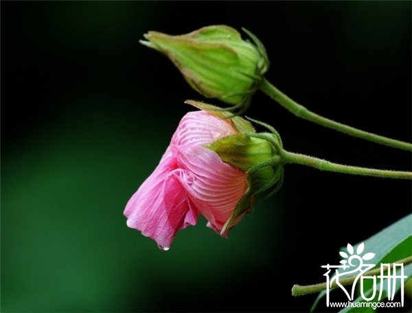 江北芙蓉花花语是什么，贞操/纯洁/纤细之美