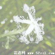 江北变色瓜的花语