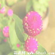 江北千日红的花语