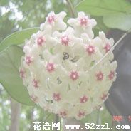 江北球兰的花语