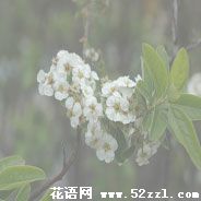 江北笑靥花的花语