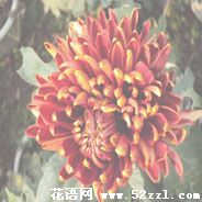 江北菊花花语—各种菊花的花语大全