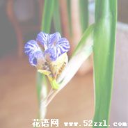 江北孔雀兰的花语