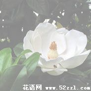 江北广玉兰（荷花玉兰）的花语