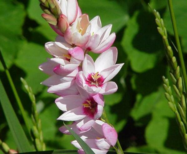 江北玉米百合花的花语 勇敢和执着的爱