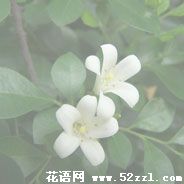 江北九里香的花语