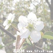 江北梨花的花语