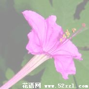 江北胭脂花的花语