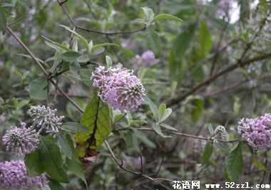 江北密蒙花的花语