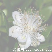 江北香不桃的花语