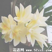 江北香雪兰（小苍兰）的花语