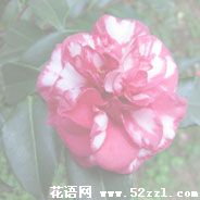 江北红色茶梅的花语