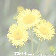 江北六月菊的花语