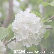 江北琼花（蝴蝶花）的花语