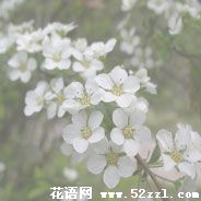 江北珍珠花的花语