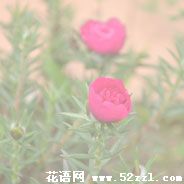 江北半枝莲（韩信草）的花语