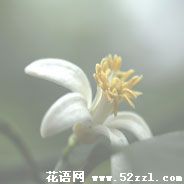 江北柠檬花的花语