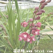 江北大花蕙兰的花语