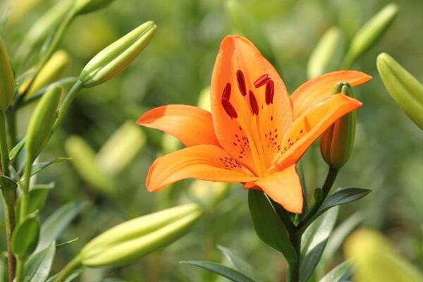 江北百合花花语是什么，代表着美好的家庭和伟大的爱