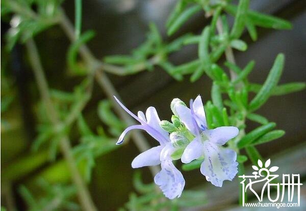 江北迷迭香的花语是什么 留住美好的回忆