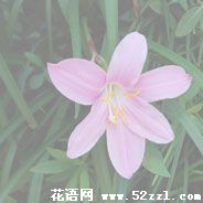 江北韭菜兰的花语