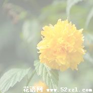 江北棣棠花的花语