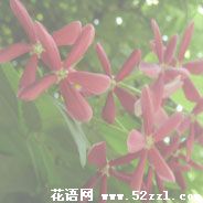 江北使君子（留球子）的花语