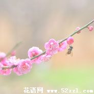 江北梅花的花语