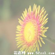 江北白日菊的花语