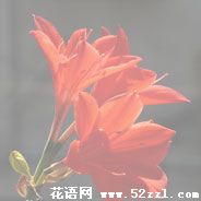 江北火花兰的花语