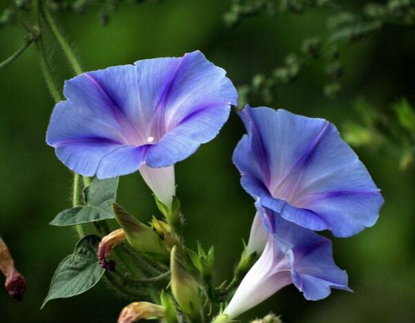 江北牵牛花花语