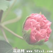 江北芙蓉花的花语