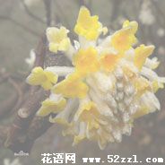 江北打结花（黄瑞香）的花语