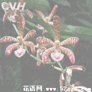 江北花蜘蛛兰的花语