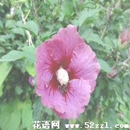 江北扶桑花的花语