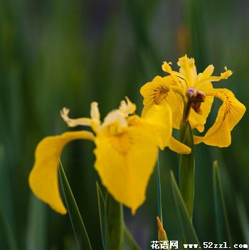 江北小鸢尾花（明黄色）的花语