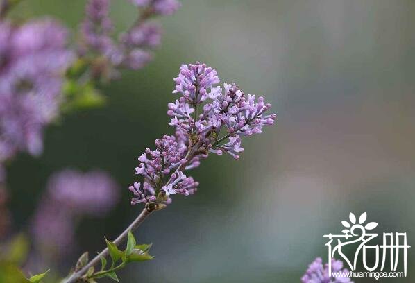 江北丁香花的花语是什么 纯洁的初恋