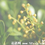 江北米兰花的花语