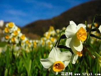 江北山水仙的花语