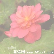 江北待宵花的花语