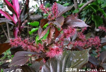 江北红桑花（铁苋菜）的花语